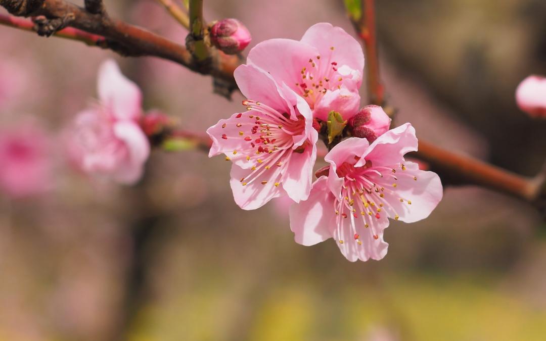 Wie Kirschblüten können Beziehungen im Frühling aufblühen.